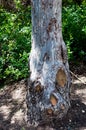 Cypress trunk