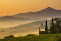 Cypress in Tuscan Countryside, Italy Royalty Free Stock Photo
