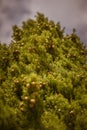 Cypress, detail of the tree and pine cones Royalty Free Stock Photo