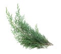 Cypress Royalty Free Stock Photo