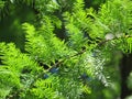 Cypress twig on a summer day