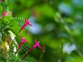 Cypress vine Royalty Free Stock Photo