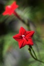 Cypress vine Royalty Free Stock Photo