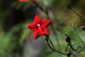 Cypress vine Royalty Free Stock Photo