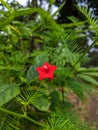 Cypress vine red colour flower garden Royalty Free Stock Photo