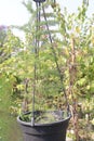 Cypress Vine flower plant on farm
