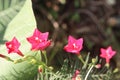 Cypress Vine flower plant on farm