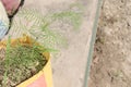 Cypress Vine flower plant on farm