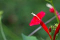 Cypress vine flower, Red, Ipomoea quamoclit or Ganesh Vel Royalty Free Stock Photo