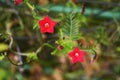 Cypress vine Royalty Free Stock Photo