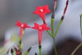 Cypress vine Royalty Free Stock Photo