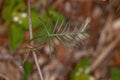 Cypress Vine Leaf Royalty Free Stock Photo