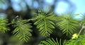 Cypress vine leaves Royalty Free Stock Photo