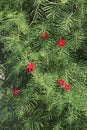 Cypress vine plants Royalty Free Stock Photo