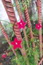 Cypress vine plants on the top roof. Tiny red star-shaped flowers. Royalty Free Stock Photo