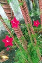 Cypress vine plants on the top roof. Tiny red star-shaped flowers. Royalty Free Stock Photo