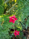 Cypress vine red flower Royalty Free Stock Photo