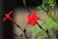 Cypress vine Royalty Free Stock Photo