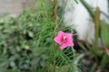 Cypress vine with star-shaped red flower Royalty Free Stock Photo