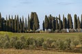 Cypresses Royalty Free Stock Photo