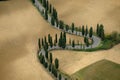 Cypresses