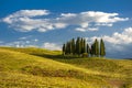 Group of cypresses in the hills of Tuscany. Classic view from Tuscany