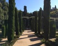 Cypresses in Jardins de Laribal Barcelona