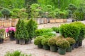 Cypresses plants in pots bonsai plants on tree farm Royalty Free Stock Photo