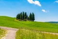 Cypresses trees in hilly tuscany field