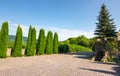 Cypresses trees by the wall in pawed yard