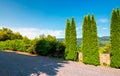 Cypresses trees by the wall in pawed yard Royalty Free Stock Photo