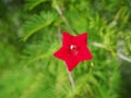 Cypressvine morning glory (Ipomoea quamoclit) Royalty Free Stock Photo