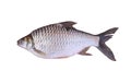 Cyprinidae or Silver barb is in the freshwater fish on white background.