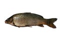 Cyprinus carpio Royalty Free Stock Photo