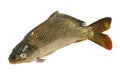 Cyprinus carpio Fish Carp Royalty Free Stock Photo