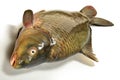 Cyprinus carpio Fish Carp Royalty Free Stock Photo