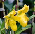 Cypripedioideae orchid blooming at the park in Singapore Royalty Free Stock Photo