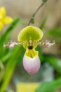 Cypripedioideae orchid closeup Royalty Free Stock Photo