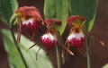 A trio of rare Orchids, the `Ram`s Head`