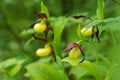 Cypripedium calceolus is a lady`s-slipper orchid