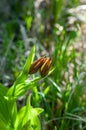 Cypripedium calceolus, a lady`s-slipper orchid flower bud