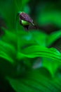 Cypripedium calceolus, Lady`s Slipper Orchid,flowering European terrestrial wild orchid in nature habitat with green background, Royalty Free Stock Photo