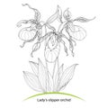 Cypripedium calceolus or Lady's slipper orchid isolated on white background. Ornate flowers and leaves for coloring book.