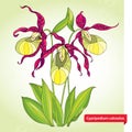 Cypripedium calceolus or Lady's slipper orchid on the light green background. Ornate flowers and leaves.