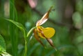 Cypripedium calceolus is a lady\'s-slipper orchid Royalty Free Stock Photo