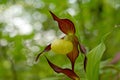 Cypripedium calceolus is a lady`s-slipper orchid with selective