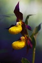 Cypripedium calceolus is a lady`s-slipper orchid, two flowers with dark background