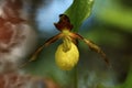 Cypripedium calceolus. This orchid is found in the Czech Republic at approximately 100 localities. Royalty Free Stock Photo