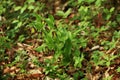 Cypripedium calceolus. This orchid is found in the Czech Republic at approximately 100 localities. Royalty Free Stock Photo