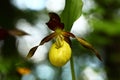 Cypripedium calceolus. This orchid is found in the Czech Republic at approximately 100 localities. Royalty Free Stock Photo